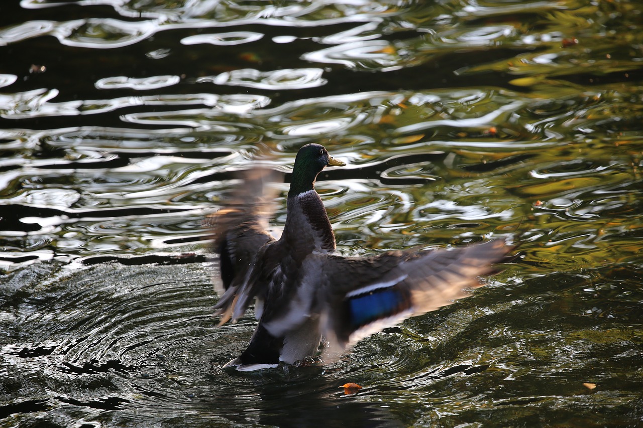 duck  drake  bird free photo