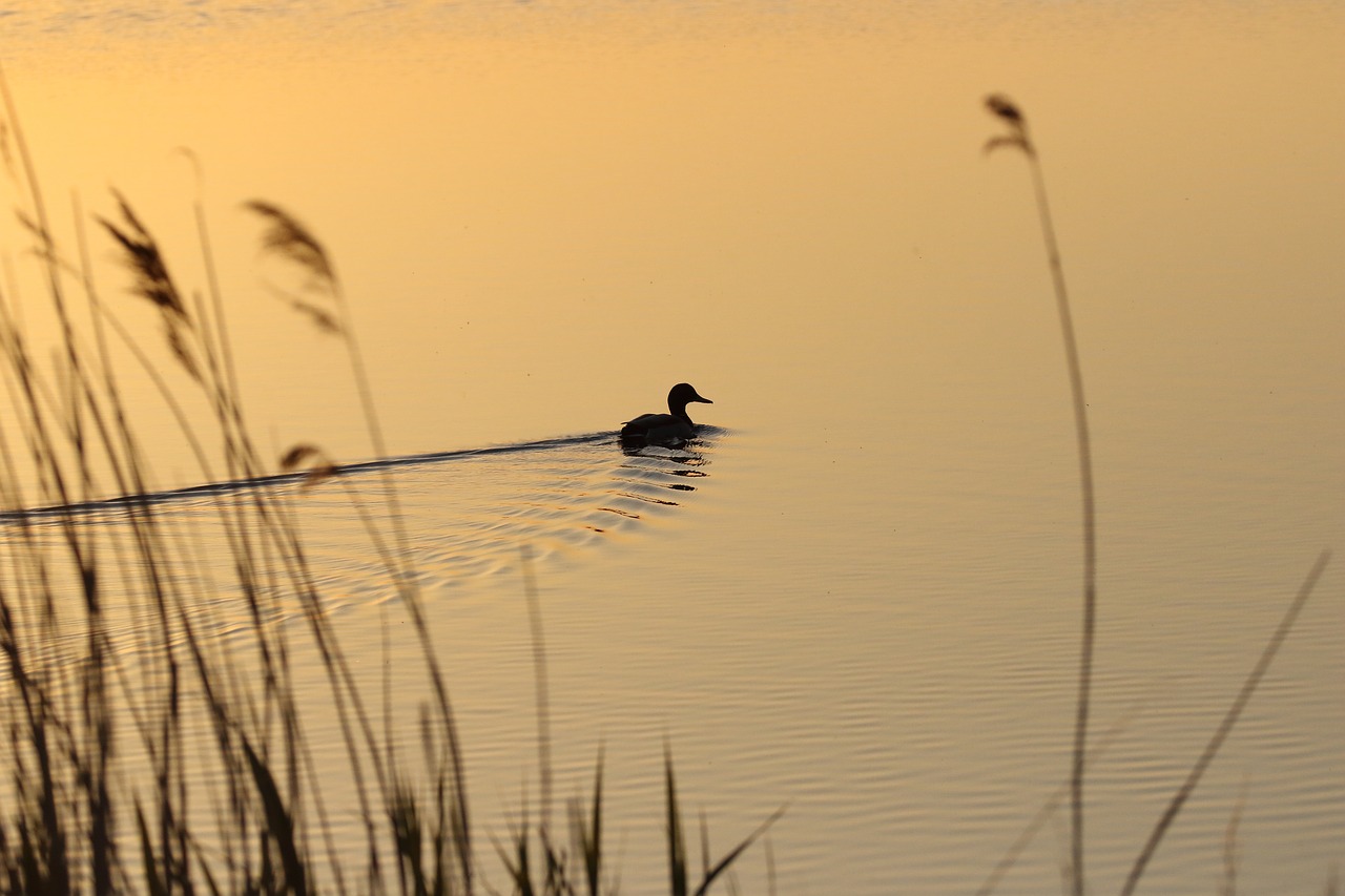 duck  lake  sunrise free photo