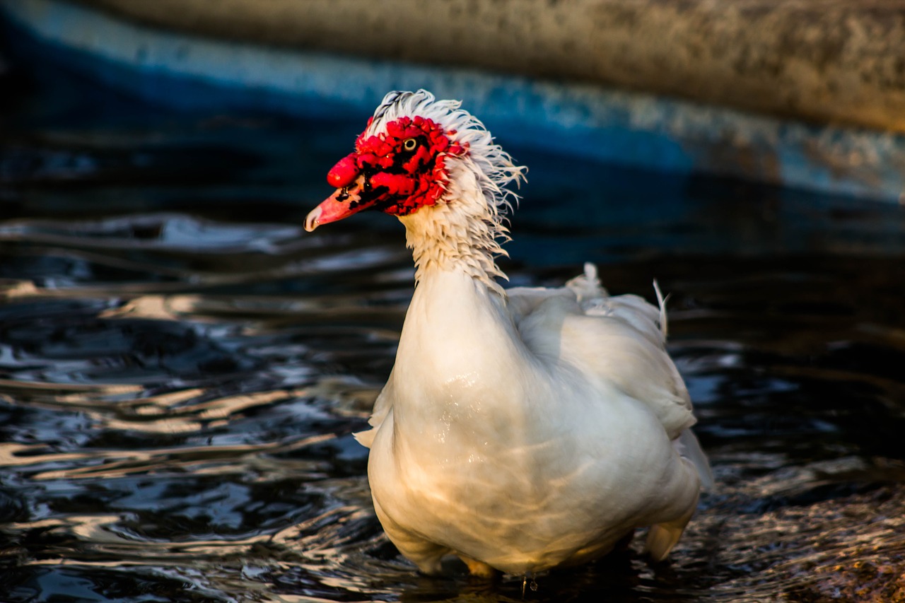 duck  bird  animal free photo