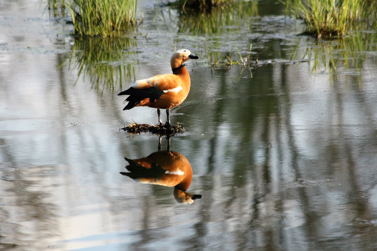 duck  lake  nature free photo