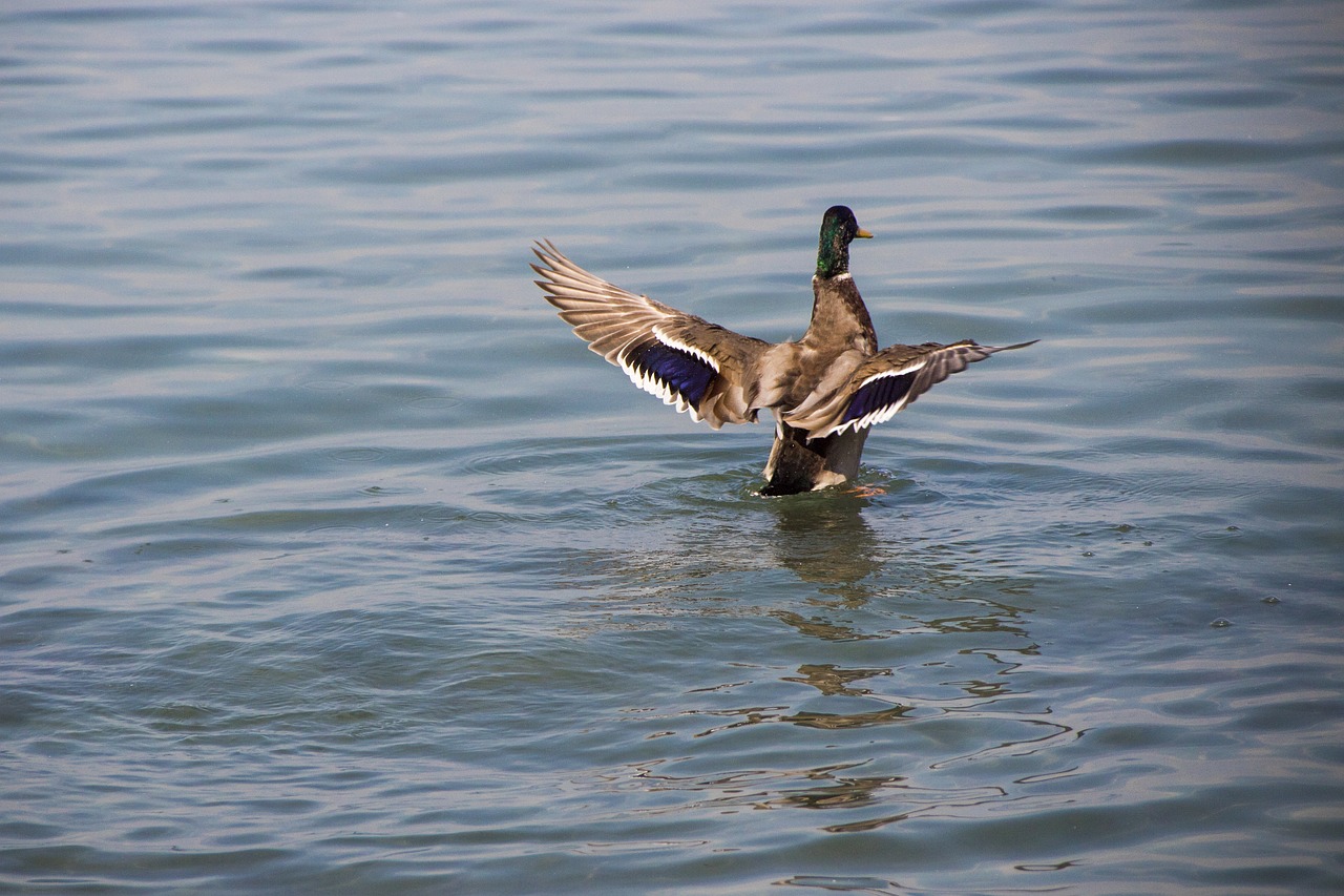 duck  lake  water free photo
