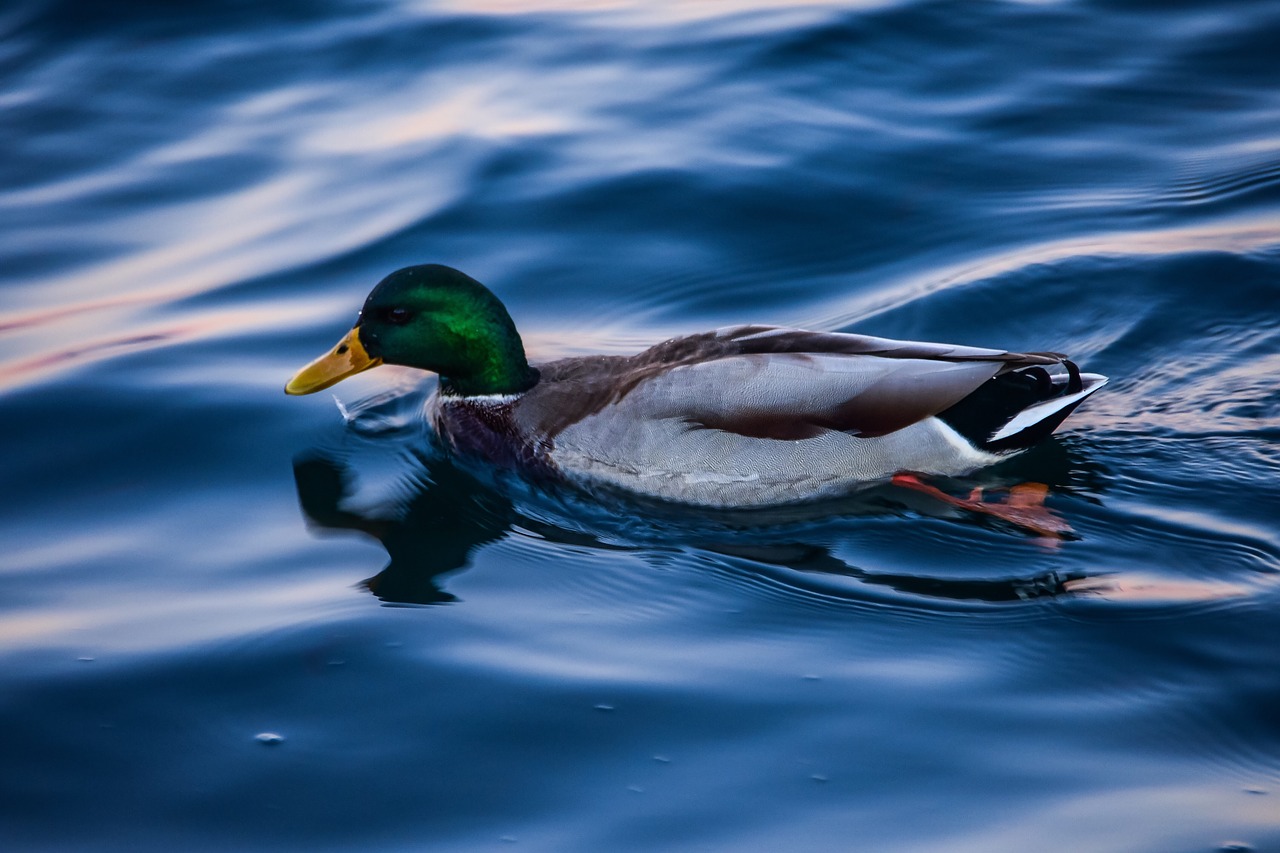 duck  mallard  lake free photo