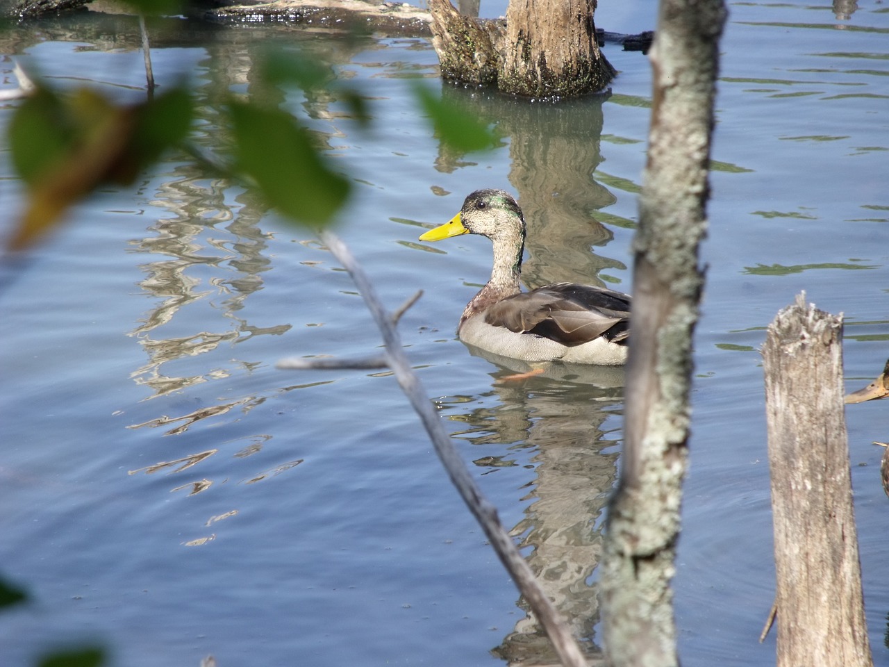 duck  pond  river free photo