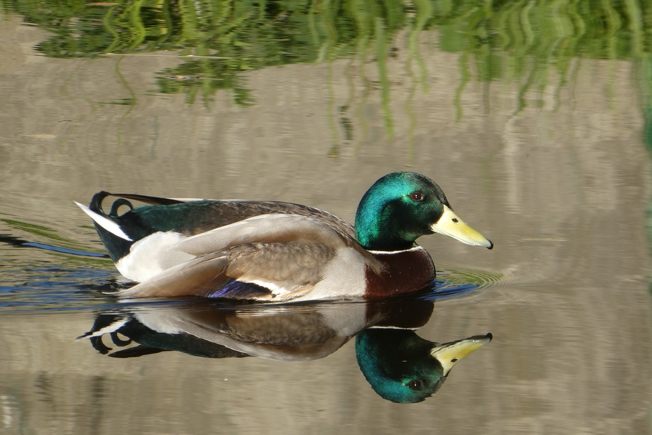 duck  zwemvogel  reflection free photo