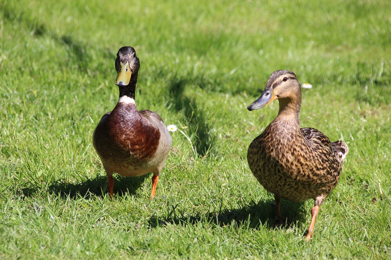 duck  pair of ducks  nature free photo