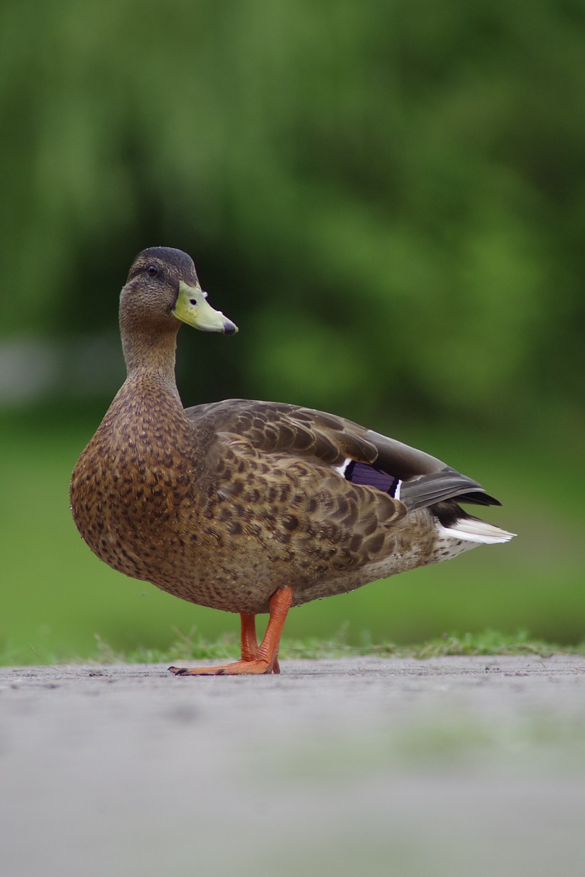 duck  pen  bird free photo