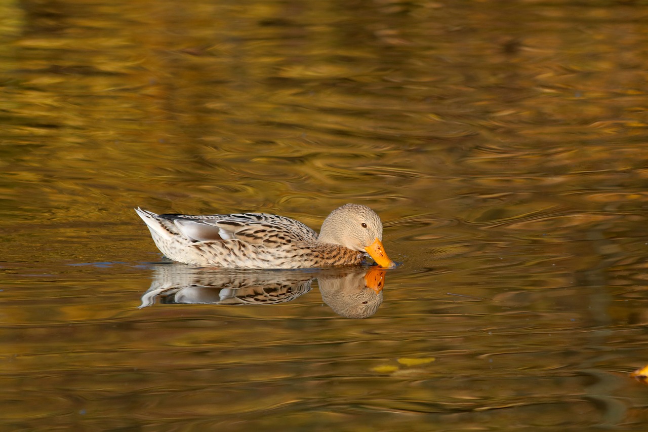 duck  autumn  pond free photo