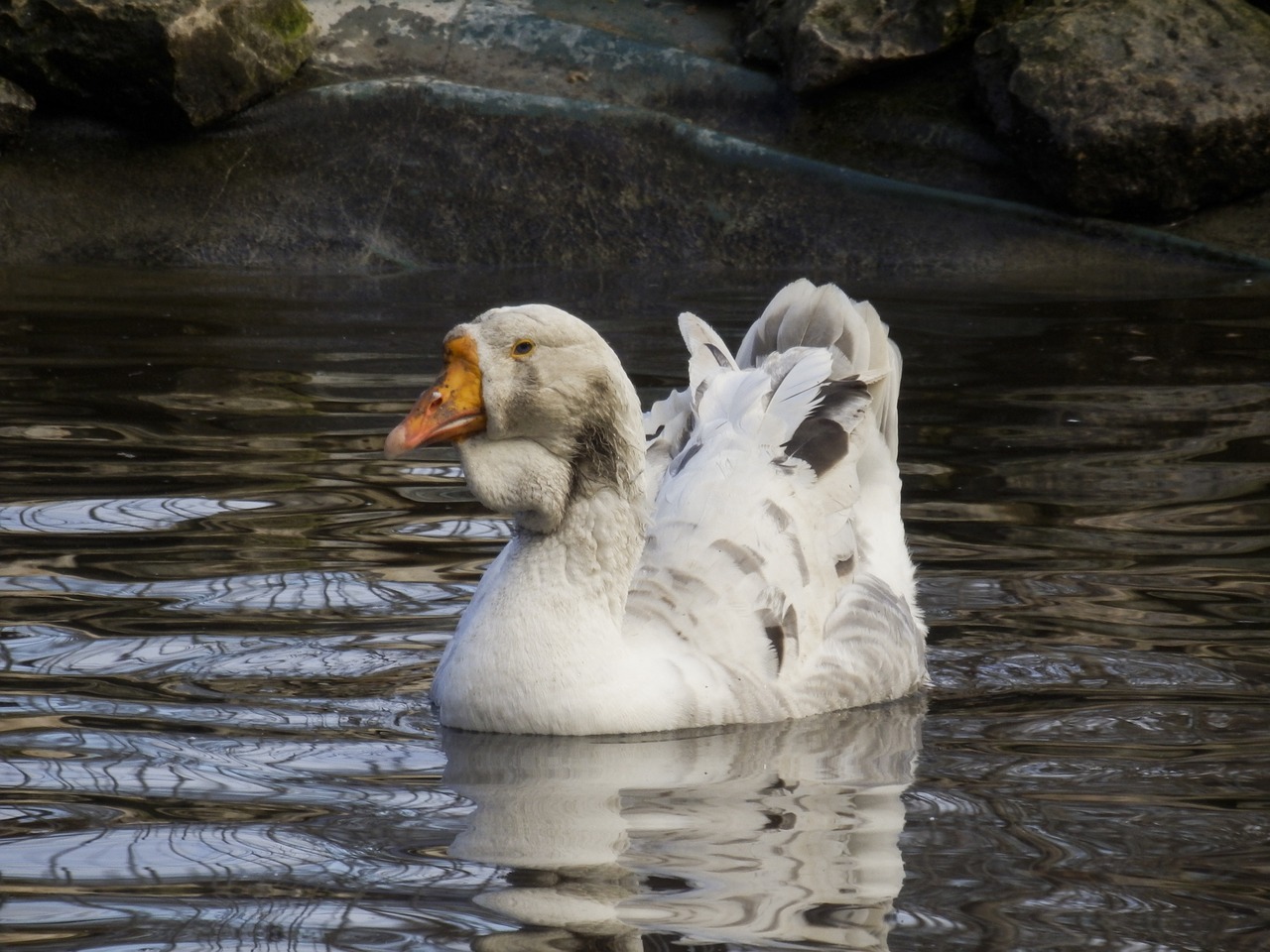 duck  body of water  nature free photo