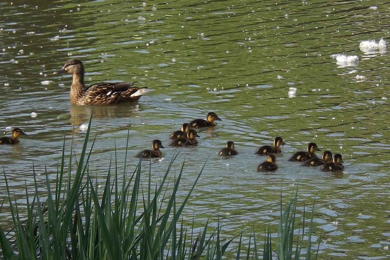 duck  bird  waterfowl free photo