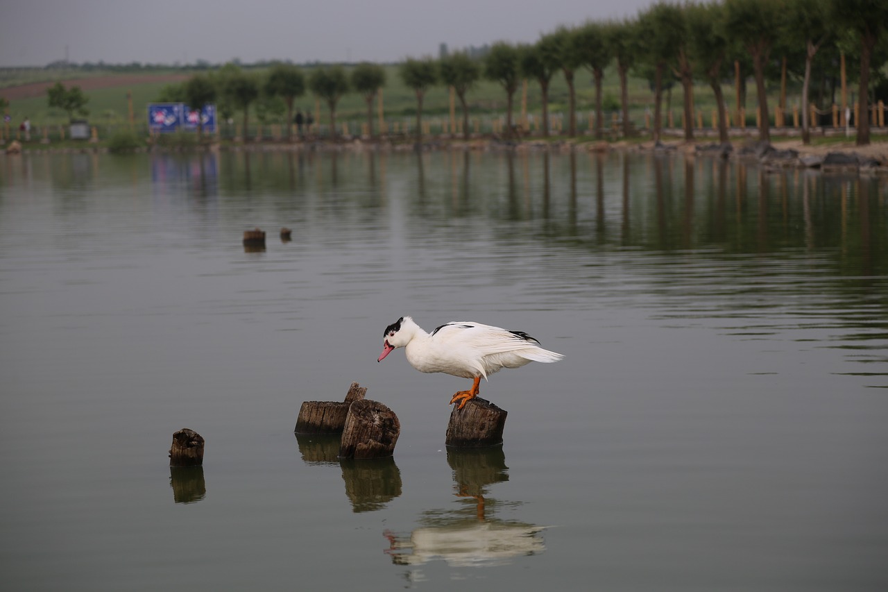 duck  nature  lake free photo