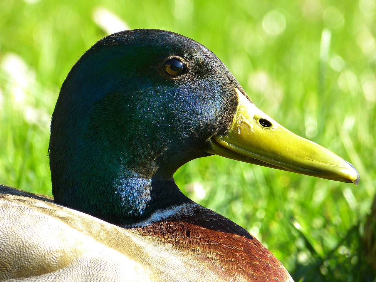 duck drake plumage free photo