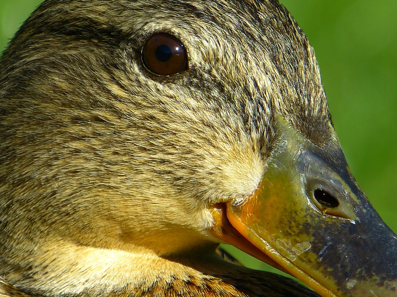 duck mallard animal free photo