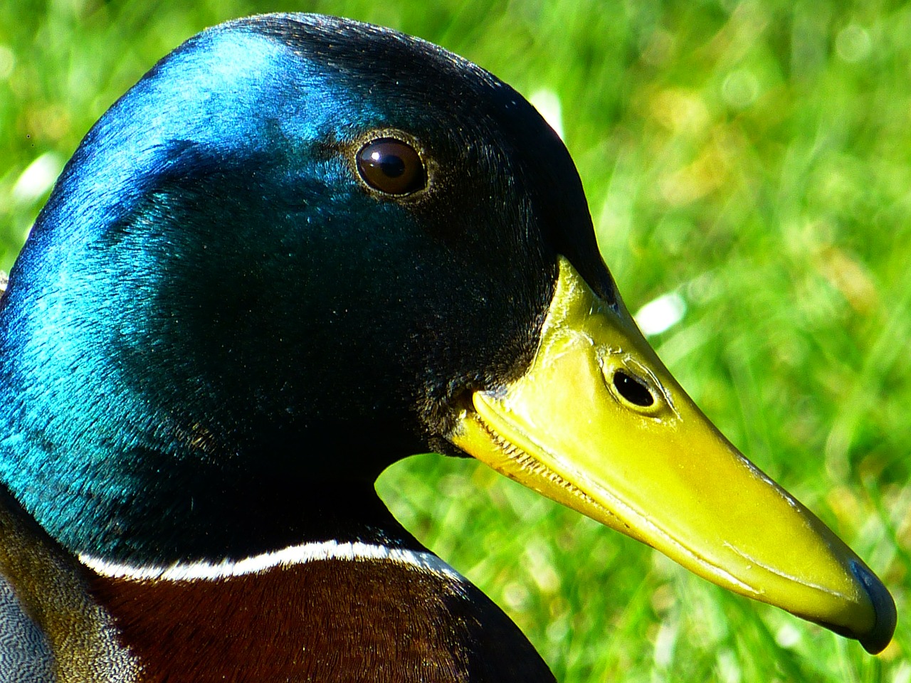 duck drake plumage free photo