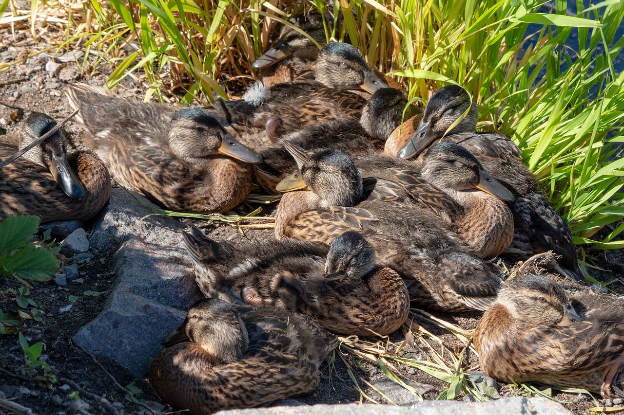 duck  waterfowl  bird free photo