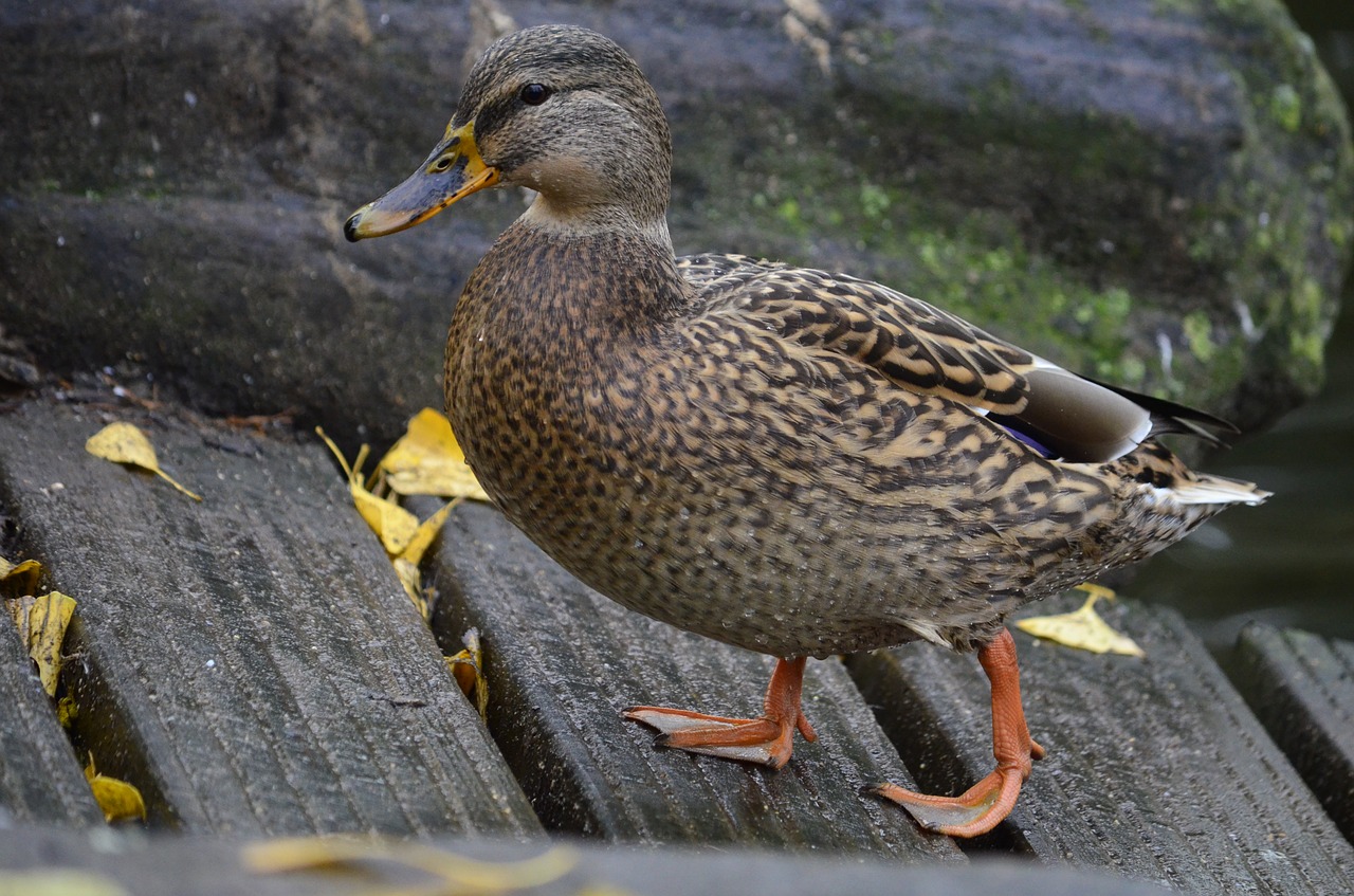 duck  wild  bird free photo