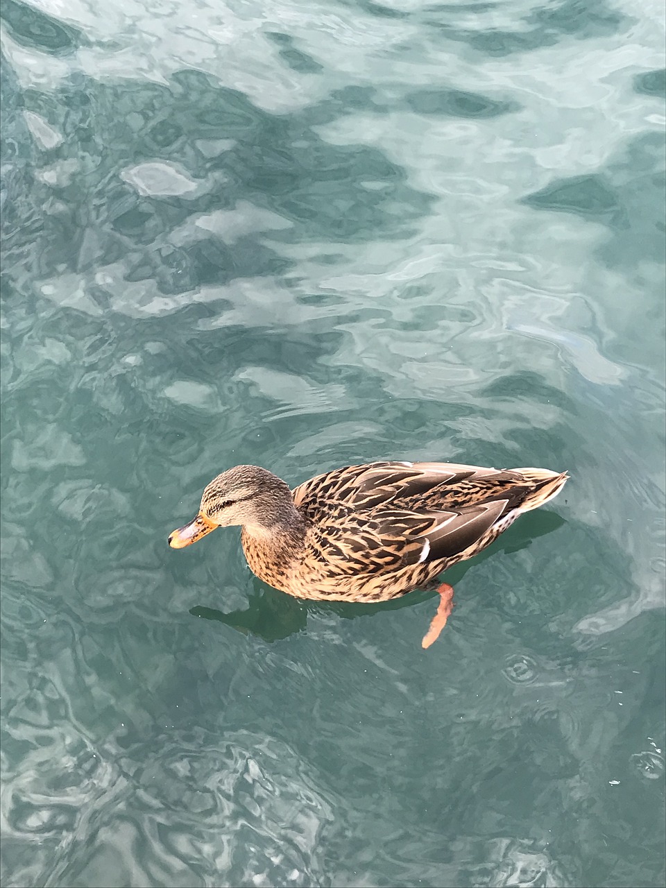 duck  lake  water free photo