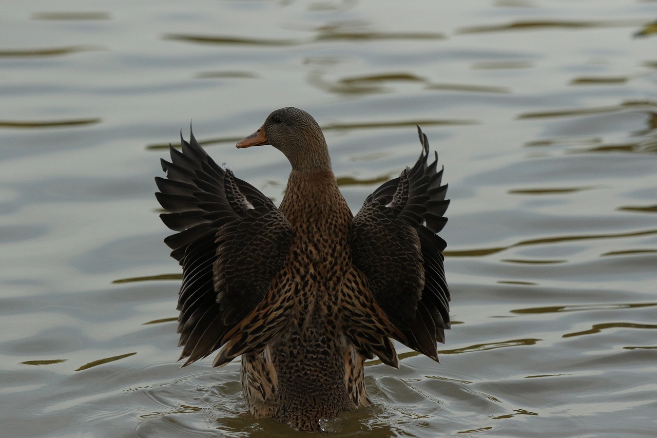 duck  mallard  female free photo