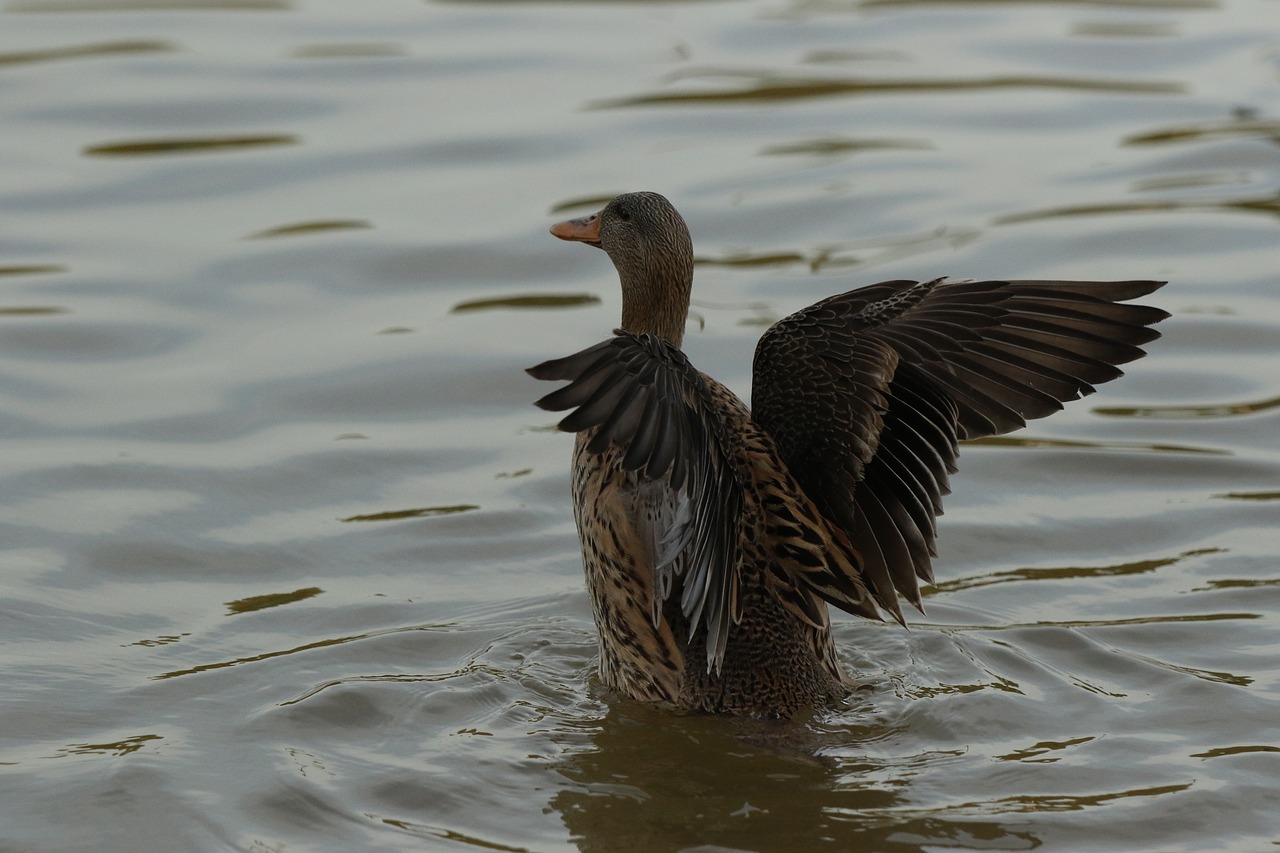 duck  mallard  female free photo