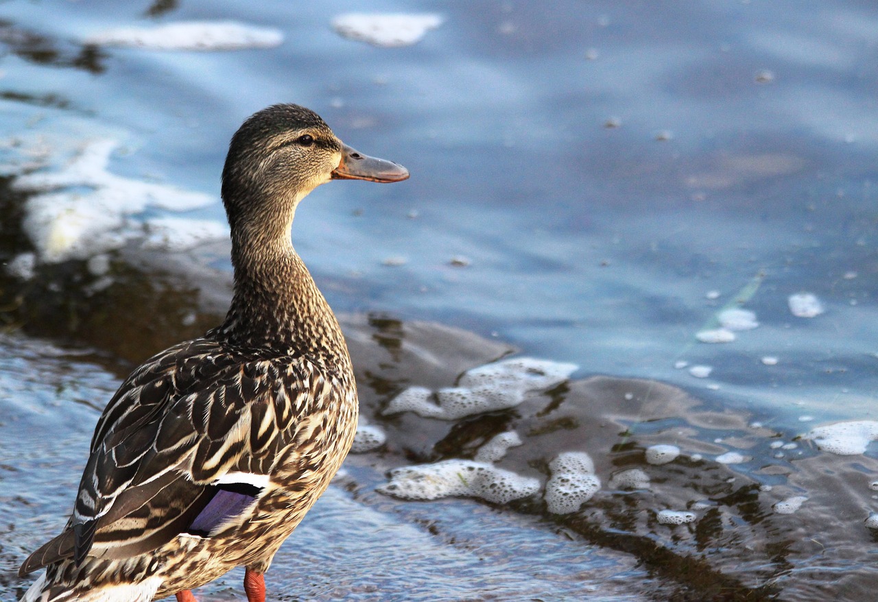 duck  lake  wildlife free photo