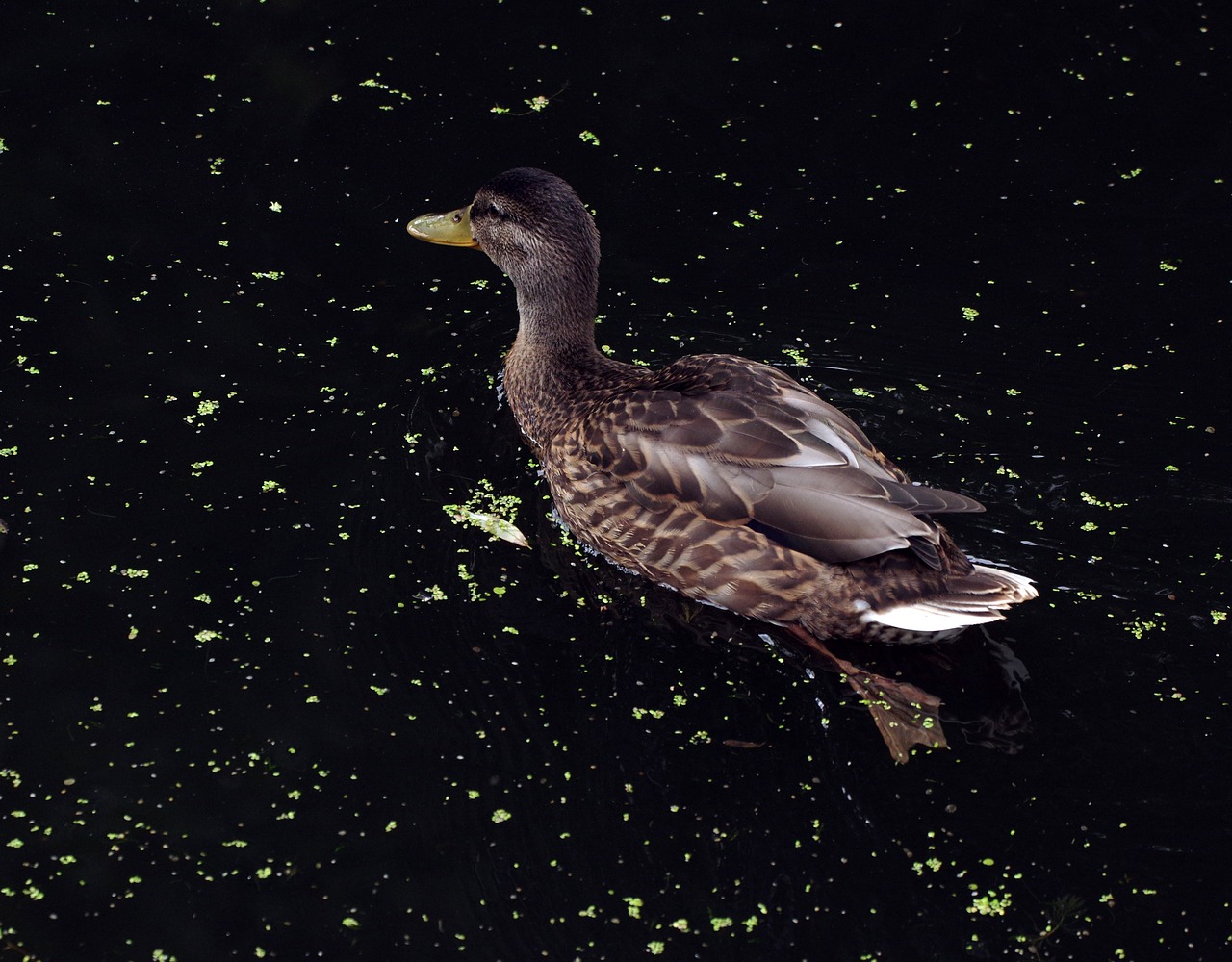 duck  bird  animal free photo