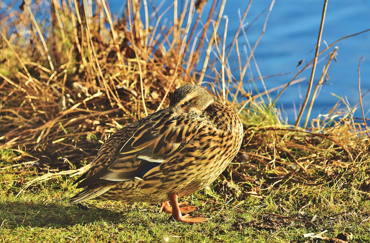 duck  mallard  water bird free photo