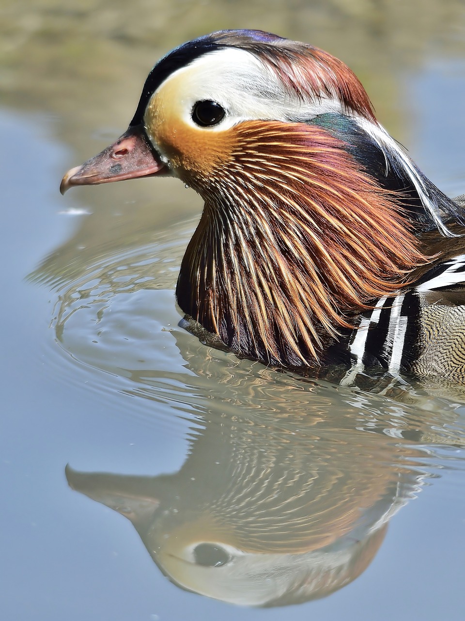 duck  mandarina  plumage free photo