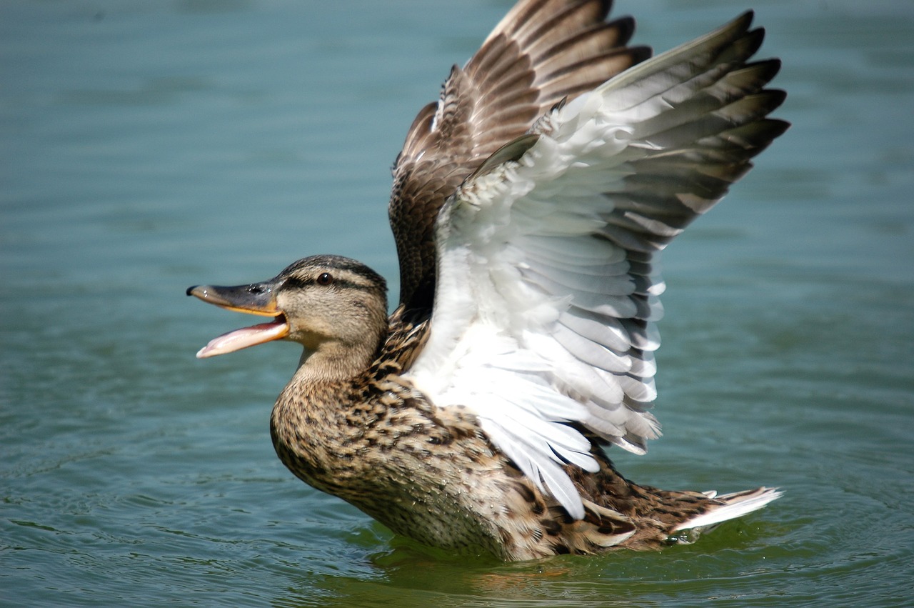 duck  wings  bird free photo