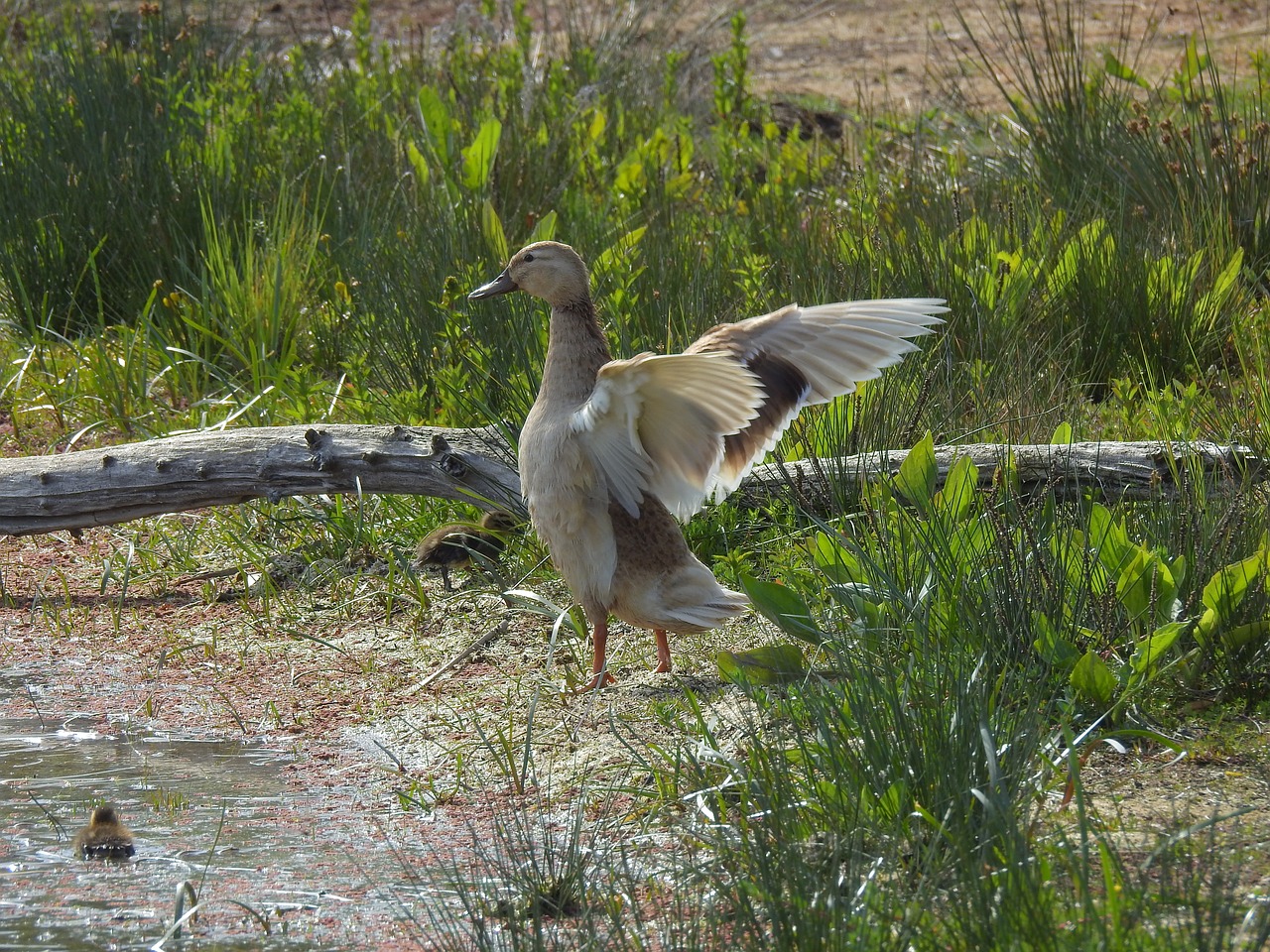 duck  bird  animal free photo