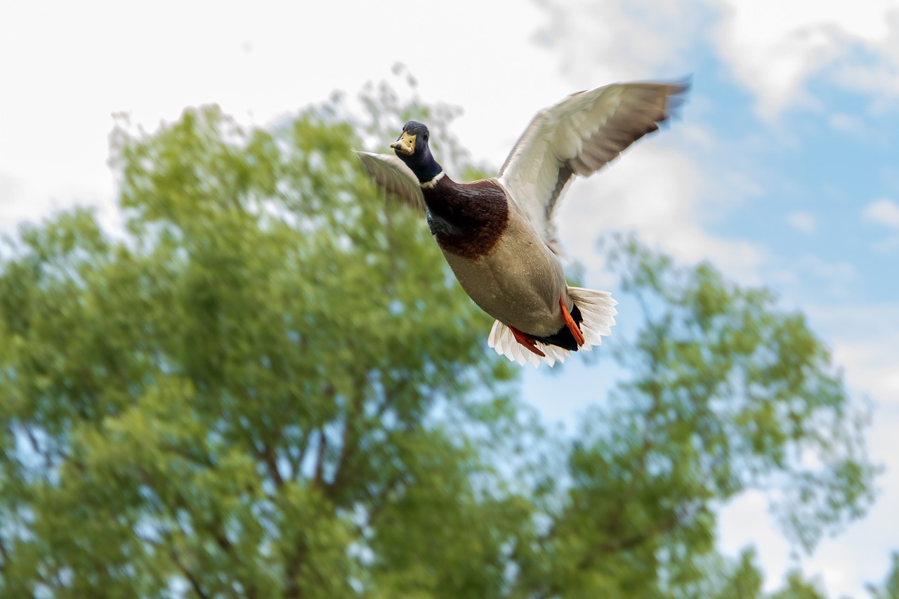 duck  flight  flying free photo