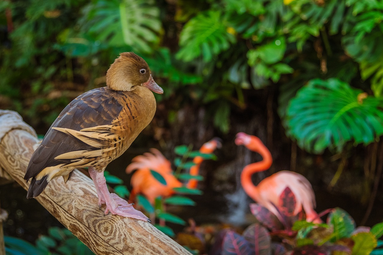 duck  flamingo  flamingos free photo