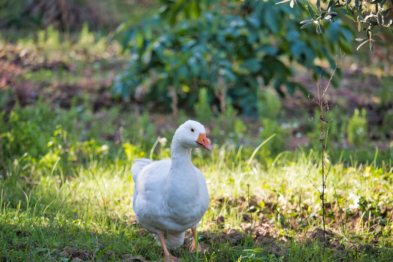 duck  oca  chicks free photo