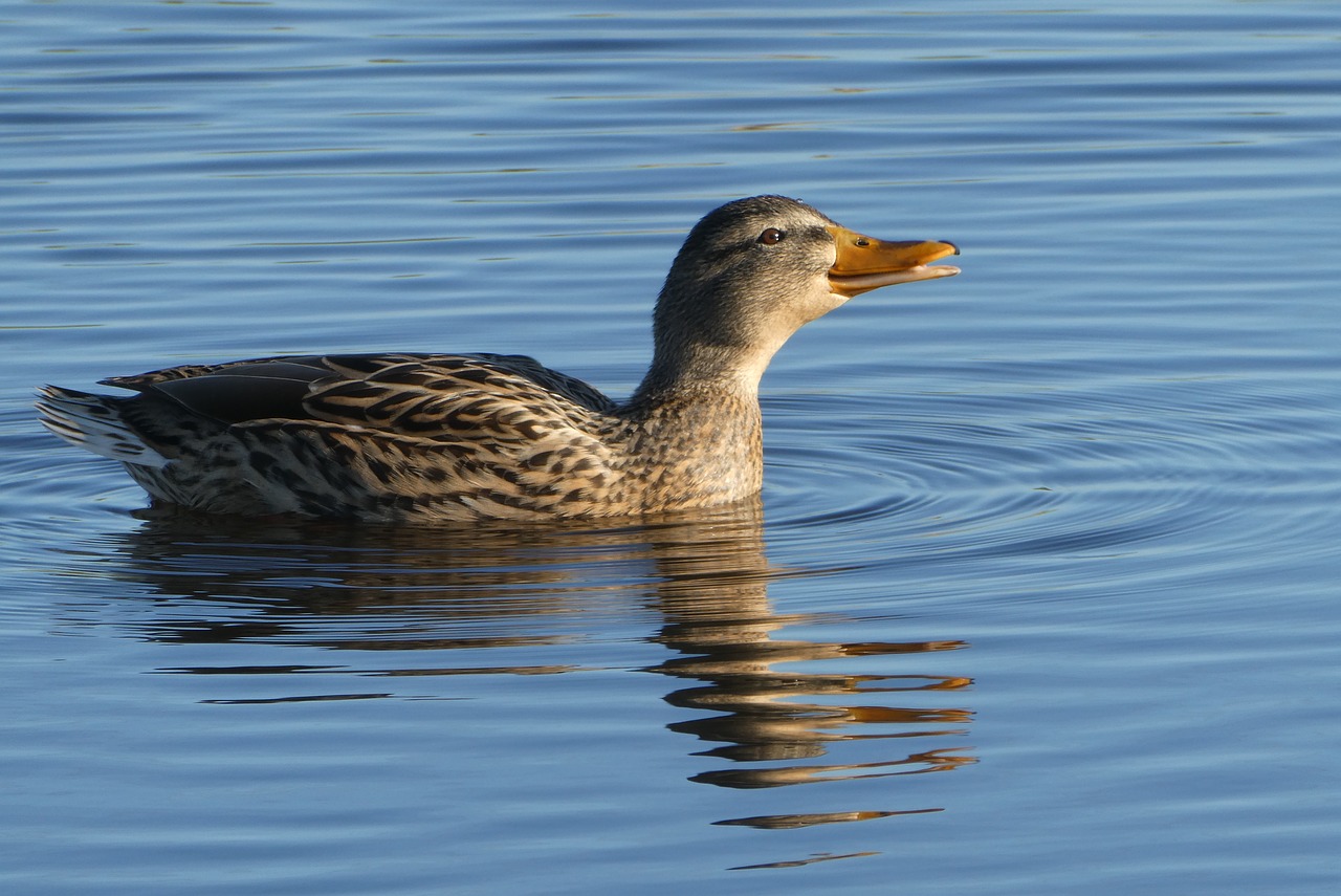 duck  water  ditch free photo