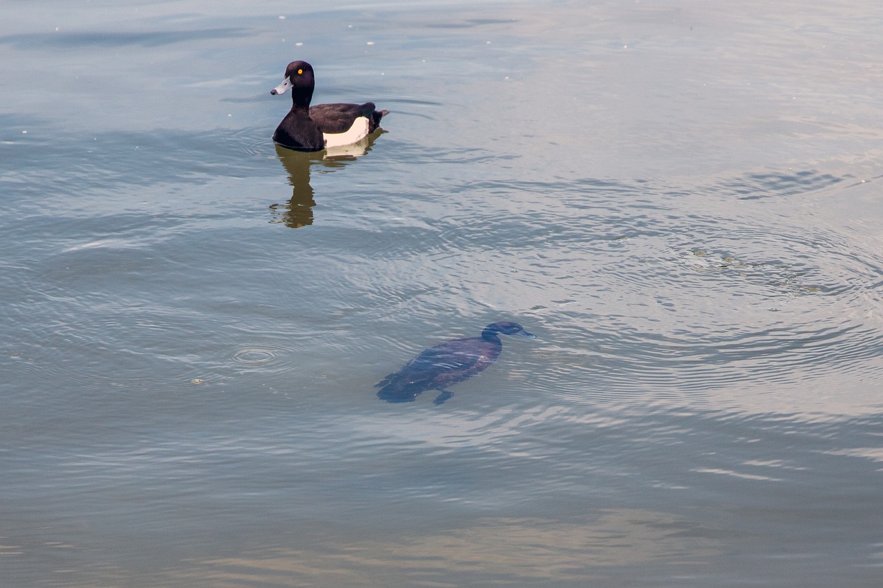 duck  diving  water free photo