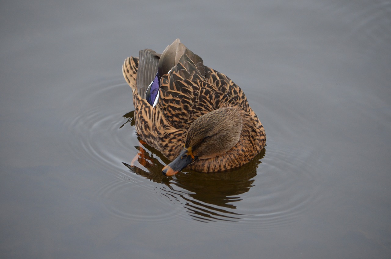 duck  female  water free photo