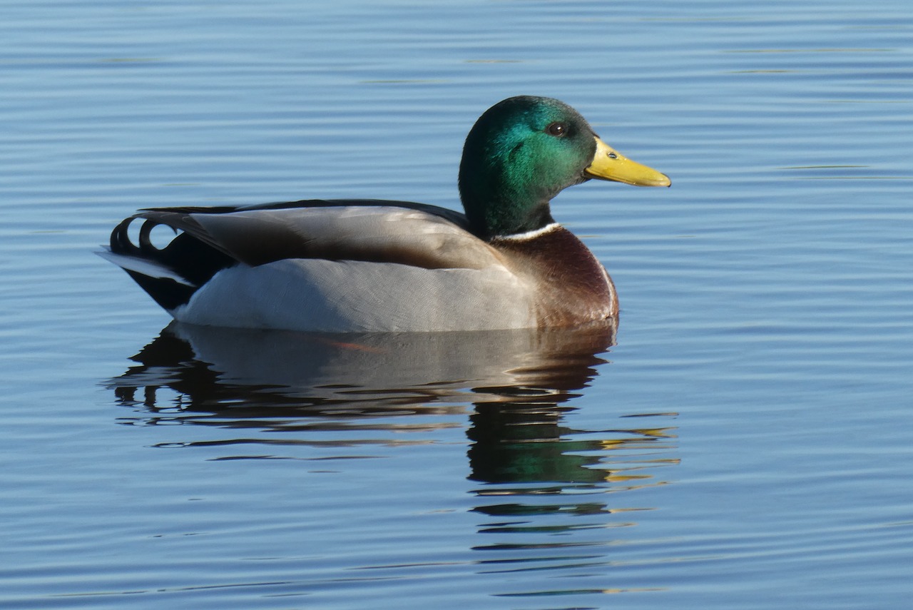 duck  ditch  reflection free photo