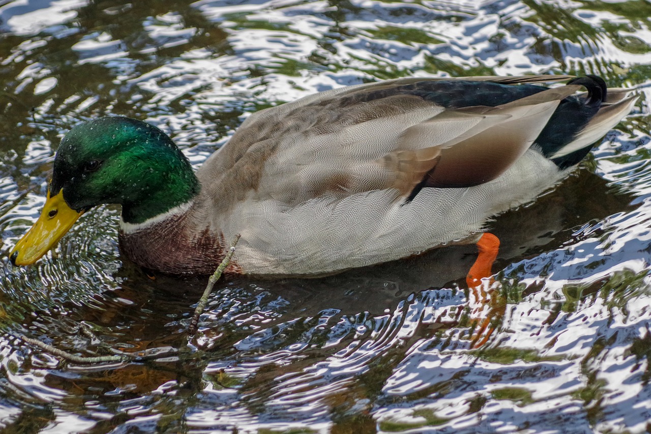 duck  water  reflection free photo