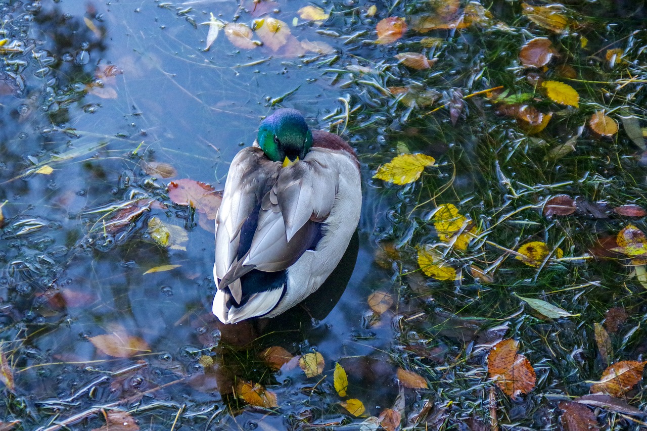duck  water  autumn free photo