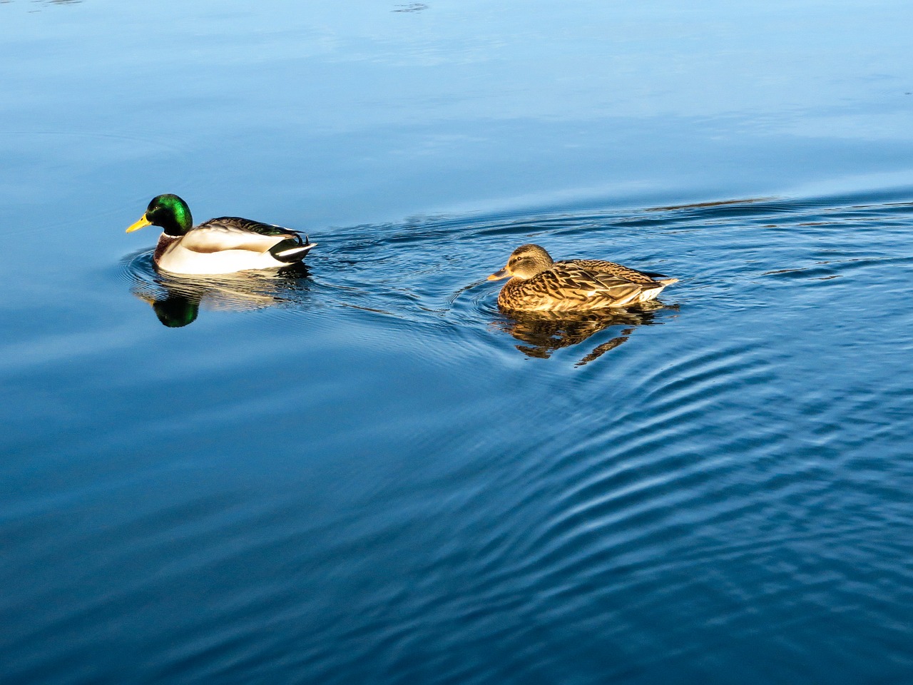 duck  water  ripple free photo