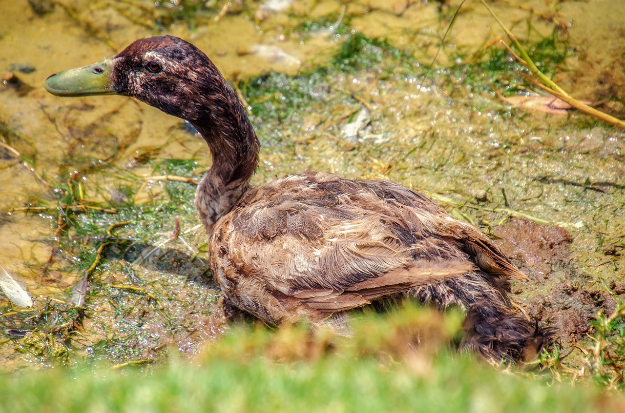 duck  water  bird free photo