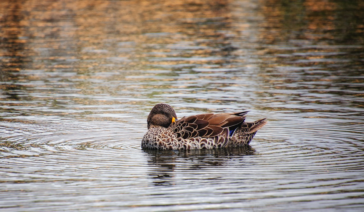 duck  water  bird free photo