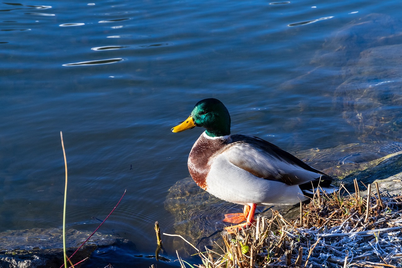 duck  lake  water free photo