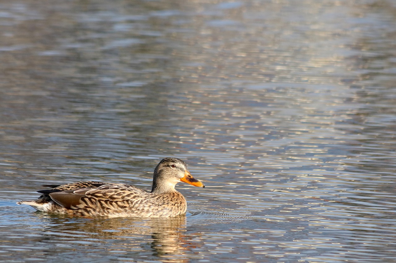 duck  waterfowl  pond free photo