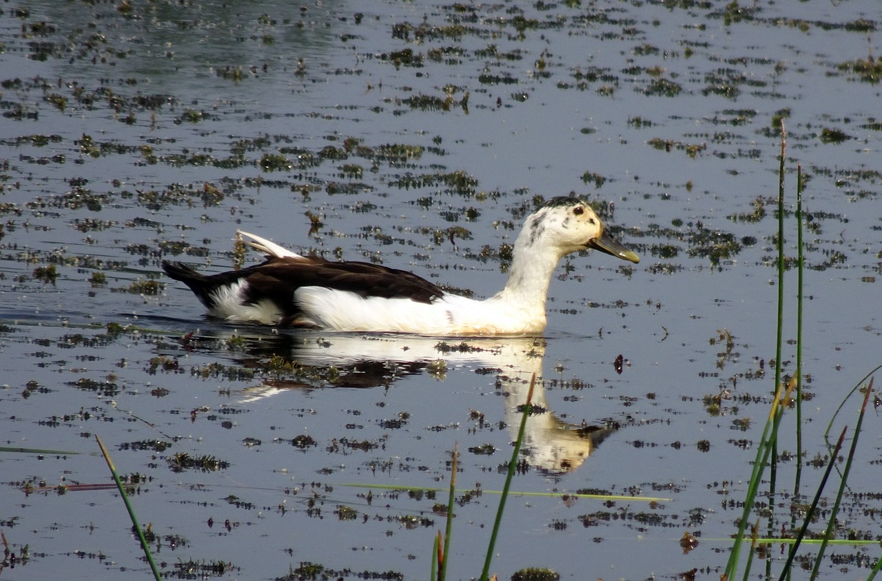 duck  bird  knob-billed duck free photo