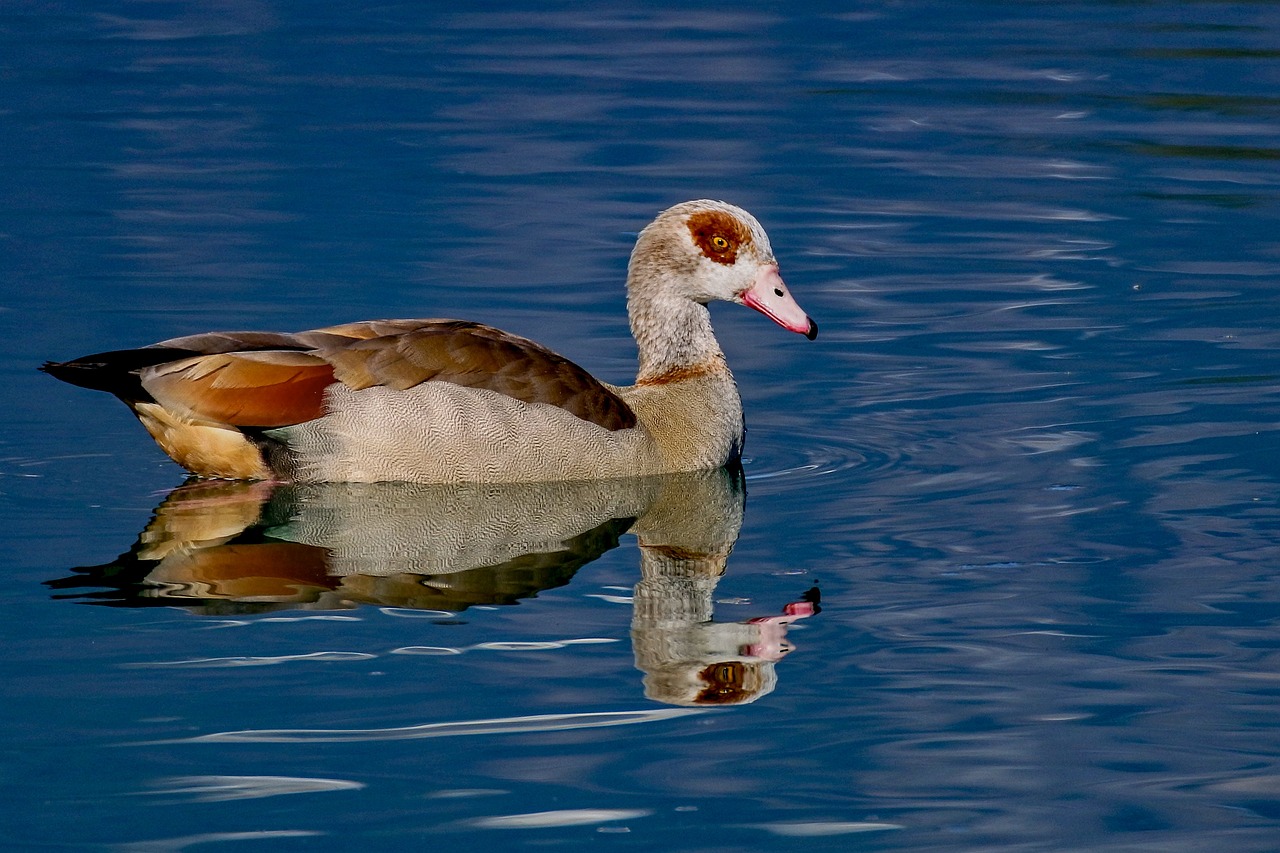 duck  water  nature free photo