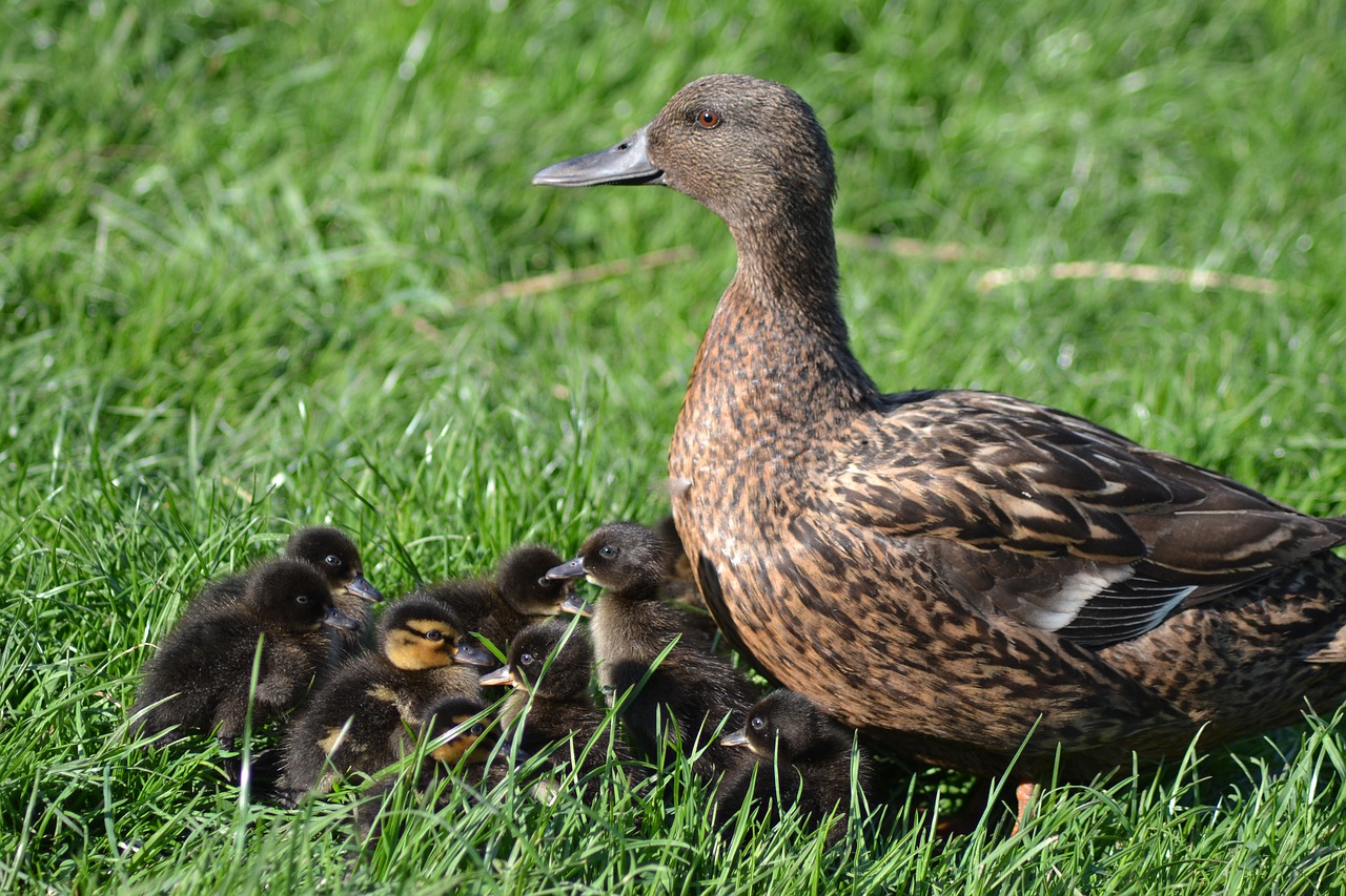 duck  ducklings  nature free photo