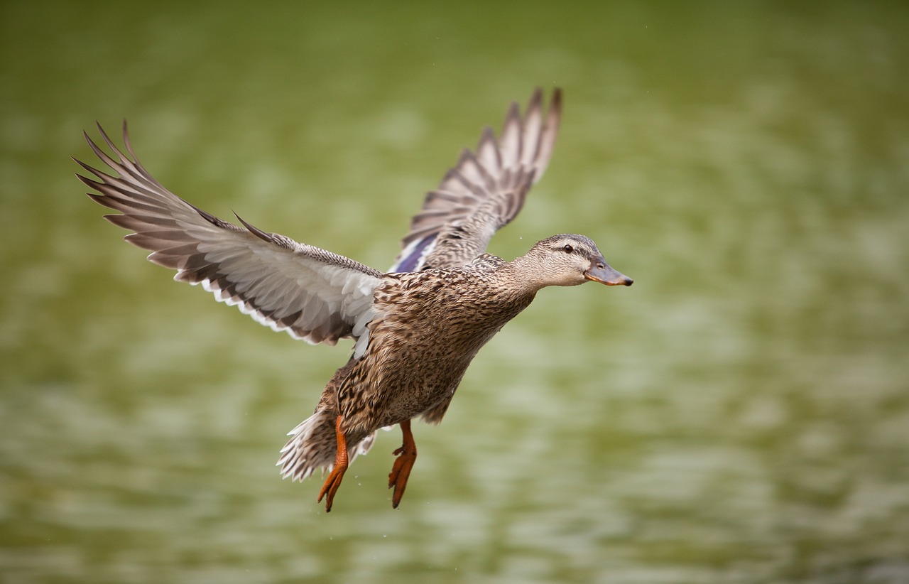 duck  flying  portrait free photo