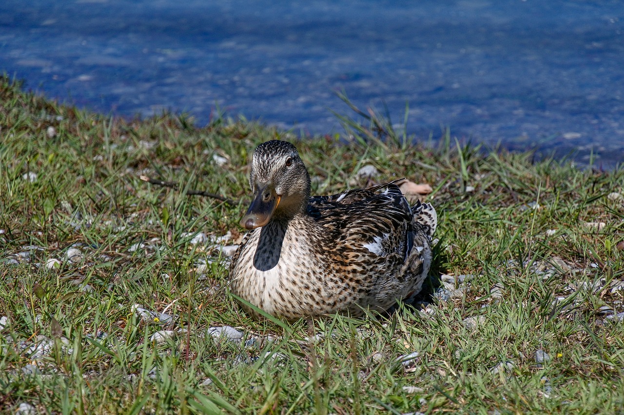 duck  water  bird free photo