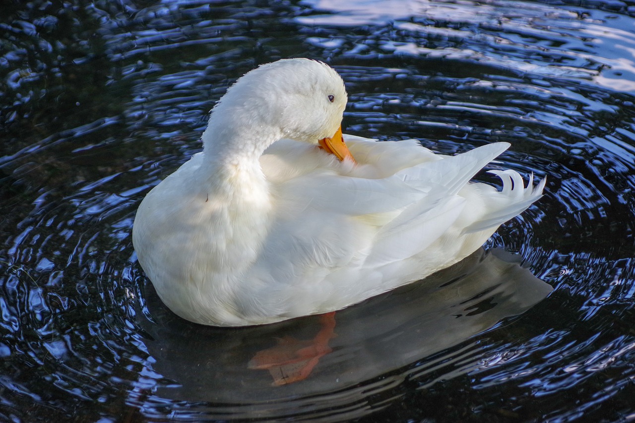 duck  white  waterfowl free photo