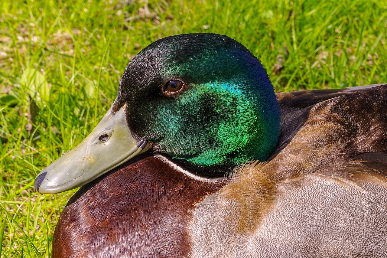 duck  rest  sun free photo