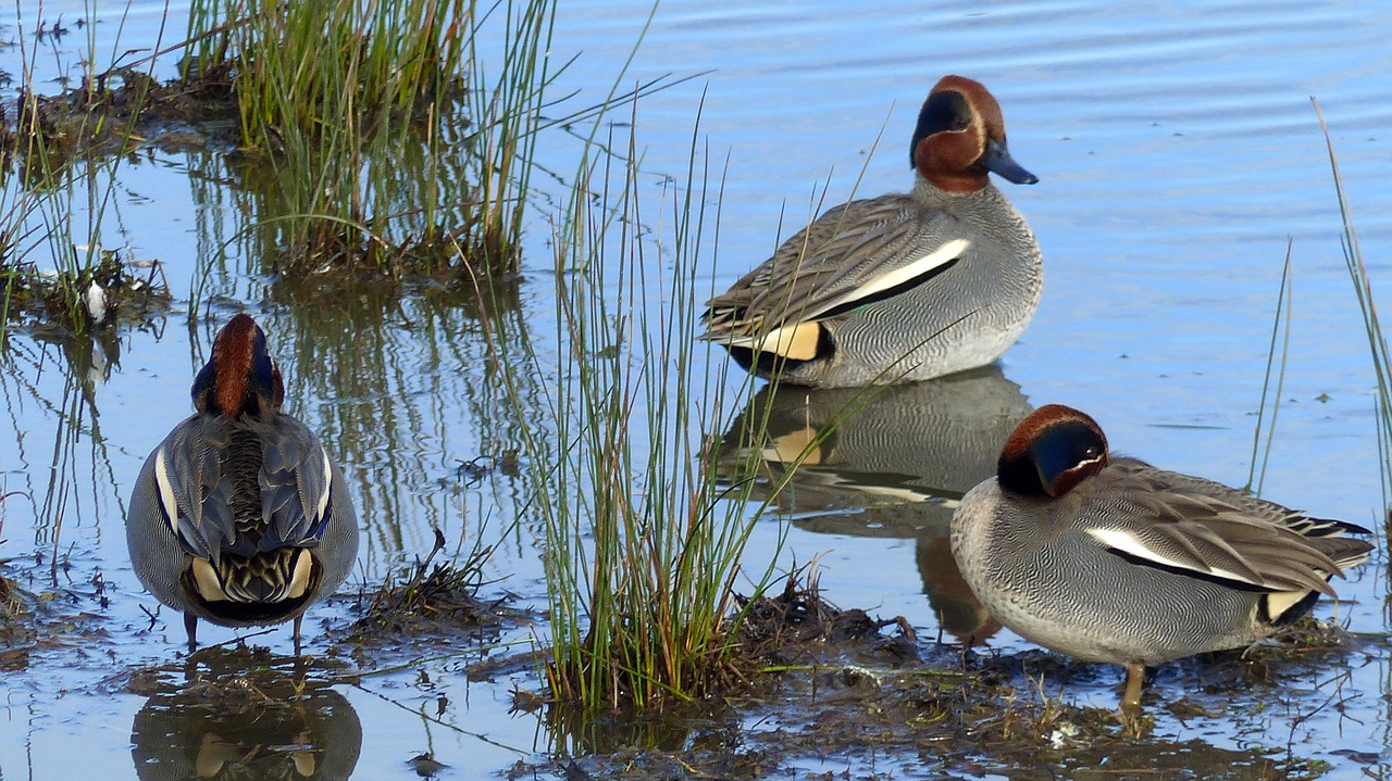 duck  ocean  tide free photo